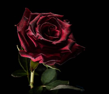 Scarlet rose ile su damlaları ve su altında siyah arka plan üzerinde kabarcıklar