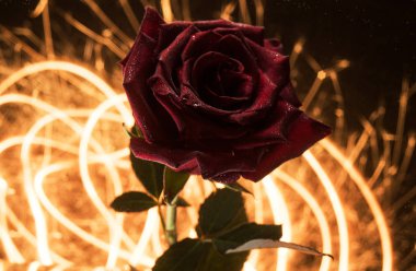 Scarlet rose ile su damlaları ve kalplerin bir bokeh maytaplardan zemin üzerine bubbles