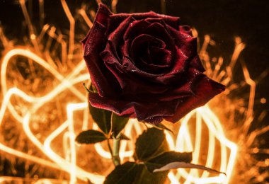 Scarlet rose ile su damlaları ve kalplerin bir bokeh maytaplardan zemin üzerine bubbles