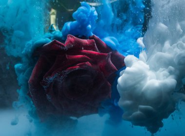 Scarlet rose ile su damlaları ve turkuaz ve beyaz boya soyut sıçramalarına bubbles