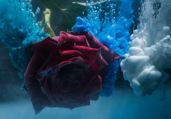 Dieprode Rose Met Water Druppels Bellen Abstracte Spatten Van Turquoise — Stockfoto
