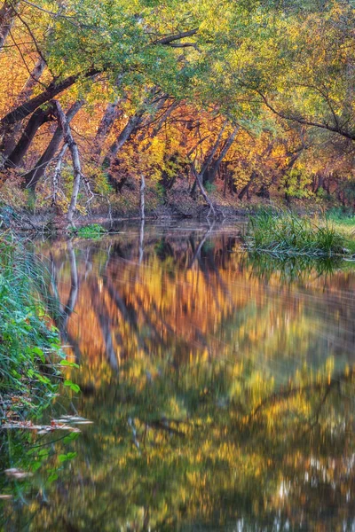 Lång Exponering Foto Floden Underbara Gyllene Skogen — Stockfoto