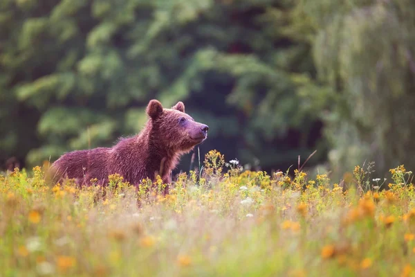 Dziki Niedźwiedź Brunatny Skraju Lasu — Zdjęcie stockowe