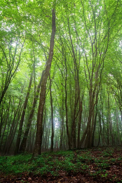 Tall Green Trees Deep Forest — Stock Photo, Image