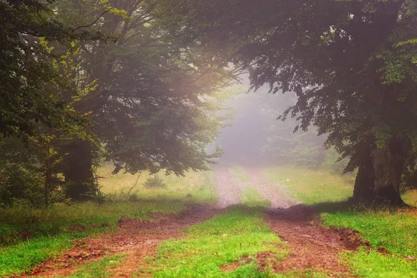 Path Edge Forest Dense Fog — Stock Photo, Image