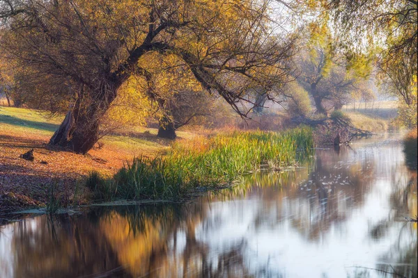 Schönes Flussufer Mit Alten Bäumen Herbst — Stockfoto