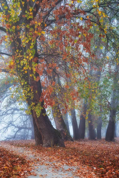 Mistige Herfst Park Met Onverharde Weg — Stockfoto