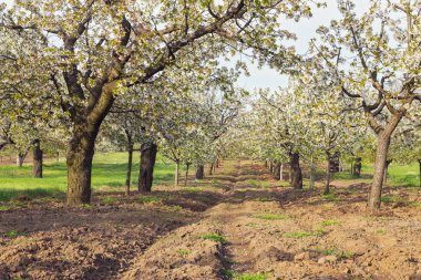 Beyaz kiraz çiçek açması ağaçlar