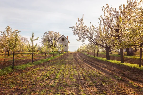 美丽的樱桃果园与旧废弃的房子的背景 — 图库照片