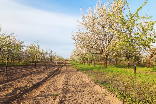 Cherry Orchard Blossoming Cherry Trees — Stock Photo, Image