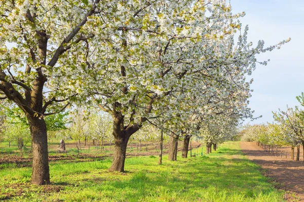 Række Hvide Kirsebærtræer Kirsebærplantage Ungarn - Stock-foto