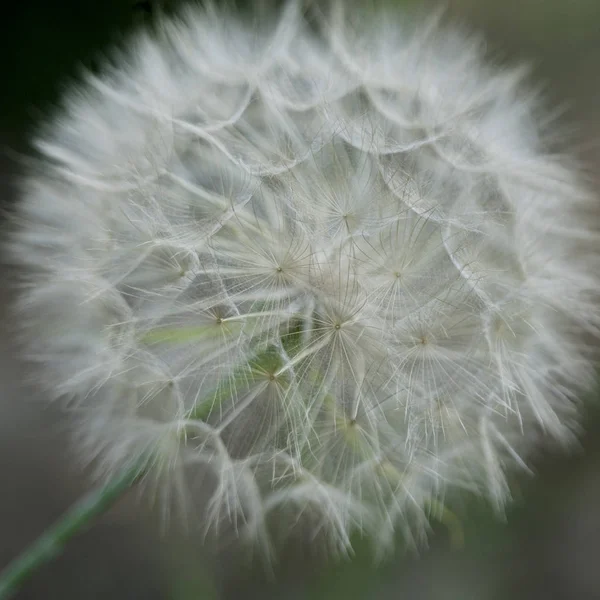 背景をぼかした写真に タンポポの花のクローズ アップ — ストック写真
