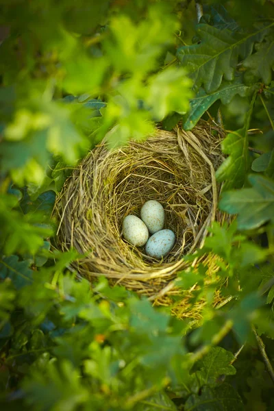 Primer Plano Huevos Ave Nido — Foto de Stock