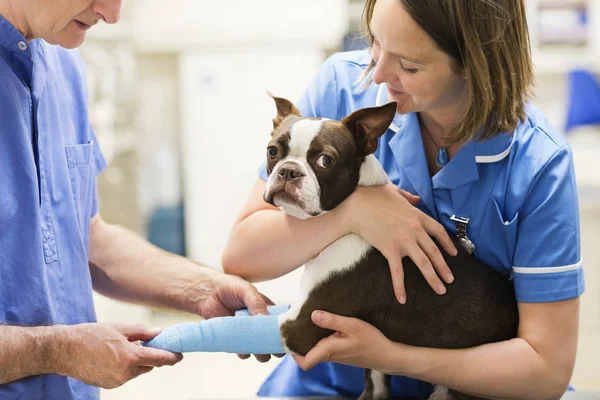 Tierärzte Binden Hund Bein Tierarztpraxis — Stockfoto