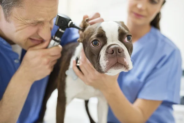 Tierärzte Untersuchen Hund Tierarztpraxis — Stockfoto