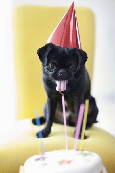 Boksör Köpek Parti Şapkalı Doğum Günü Pastası Incelenmesi — Stok fotoğraf
