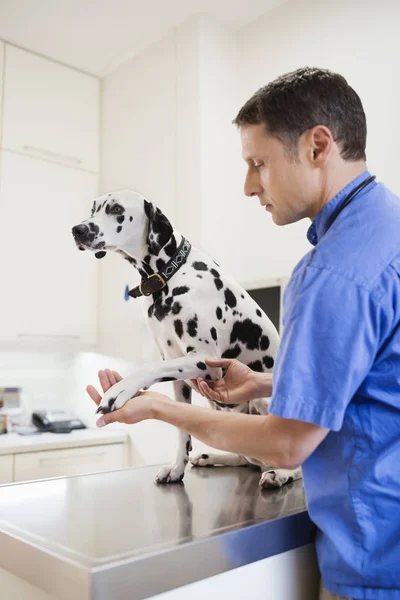 Ветеринар Осматривает Собаку Ветеринарной Хирургии — стоковое фото