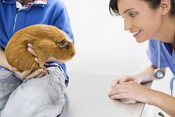 Dierenarts Eigenaar Onderzoeken Cavia Veterinaire Chirurgie — Stockfoto