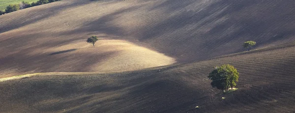 Δέντρα Που Φύονται Ξηρό Αγροτικού Τοπίου — Φωτογραφία Αρχείου