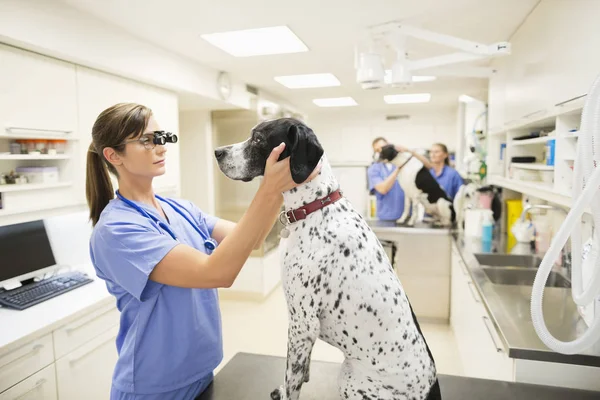 Veterinário Examinando Orelhas Cão Cirurgia Veterinária — Fotografia de Stock
