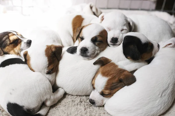 Cachorros Dormidos Uno Encima Del Otro — Foto de Stock