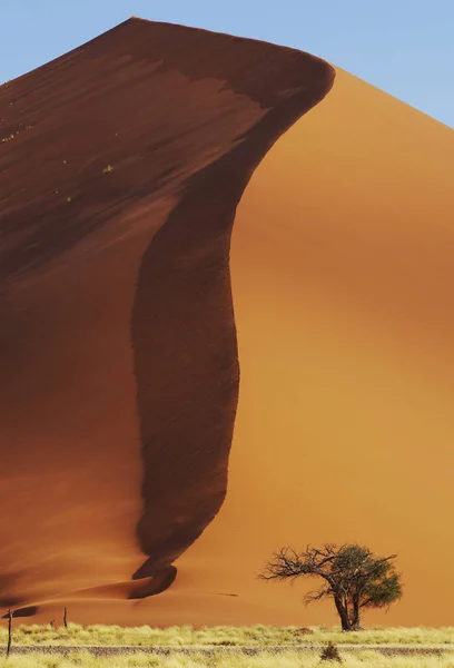 Vista Árvore Espinho Camelo Crescendo Enorme Duna Areia — Fotografia de Stock