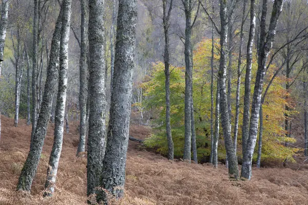 Herfstbladeren Draaien Rustige Bos Schotland — Stockfoto