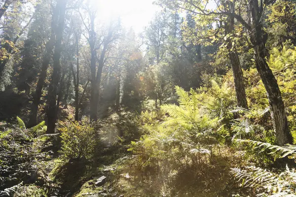 Sunny Trees Ferns Idyllic Forest Supi Bageshwar Uttarakhand Indian Himalayan — Stock Photo, Image