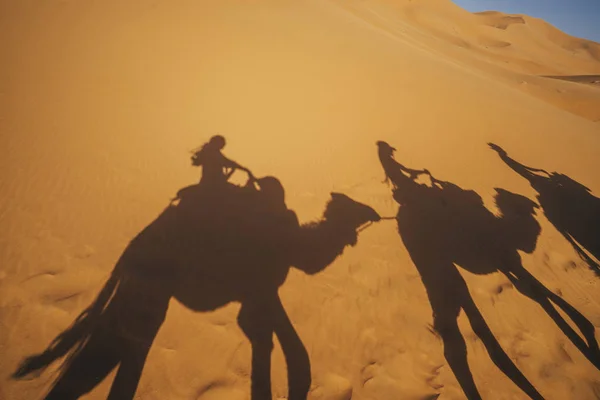 Shadows People Riding Camels Sandy Desert Sahara Morocco — Stock Photo, Image