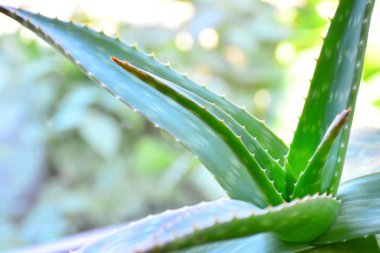 aloe vera bitki doğal sağlıklı madde