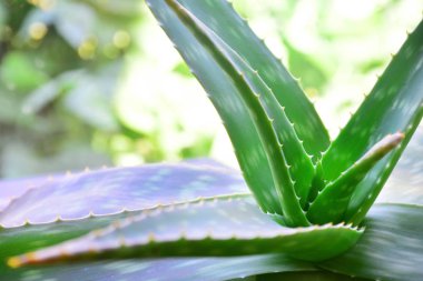 aloe vera bitki doğal sağlıklı madde