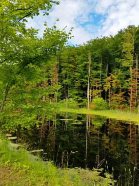 Bataklık Göl su renkli yeşil ağaçların yansıması