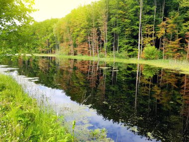 Bataklık su renkli yeşil ağaçların yansıması