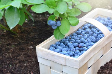 Ahşap sepet turba toprak altında bush koymak sağlıklı bilberries dolu