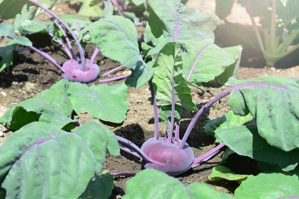 Kohlrabi Púrpura Creciendo Jardín Cosecha Madura — Foto de Stock
