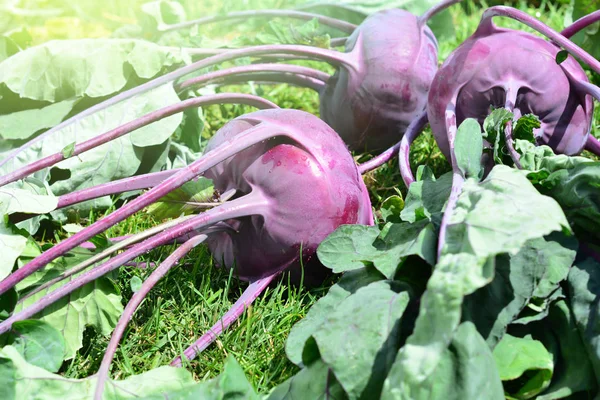 Cosecha Kohlrabi Púrpura Crecido Huerto — Foto de Stock