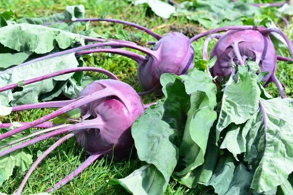 Cosecha Kohlrabi Púrpura Crecido Huerto — Foto de Stock