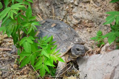 Testudo graeca kaplumbağa - parkta Yunan kaplumbağa