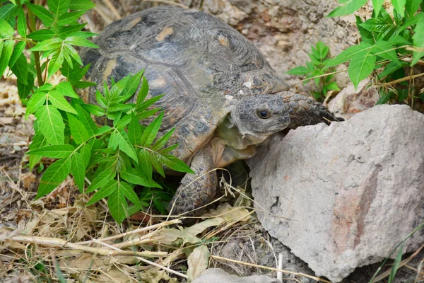 Testudo Graeca Żółw Żółw Grecki Parku — Zdjęcie stockowe