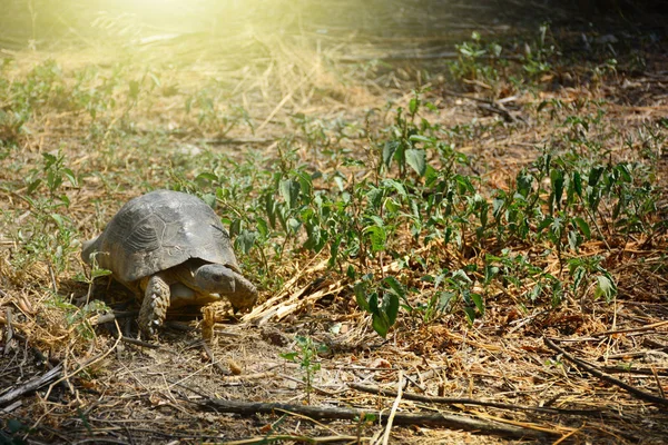 Testudo Graeca Tortoise Griekse Schildpad Wandelen Het Gras — Stockfoto