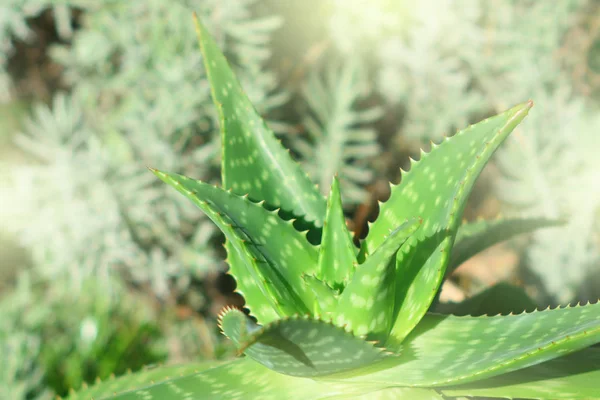 Aloe Vera Planta Ingrediente Saudável Natural — Fotografia de Stock