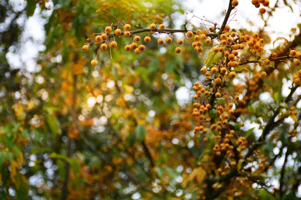 Mevsimlik Sonbahar Yaprakları Turuncu Meyveler Arka Plan — Stok fotoğraf