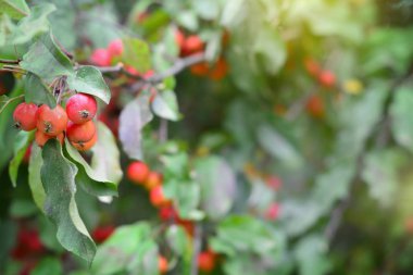 Yeşil yeşillik bokeh arka plan cennet elma meyve dalı ile