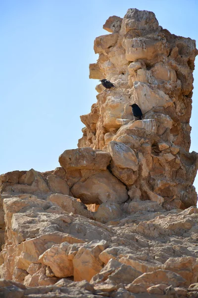 Czarne Ptaki Skałach Twierdzy Masada Izrael — Zdjęcie stockowe