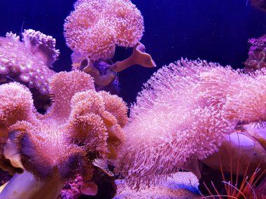 Sualtı deniz: pembe mercan