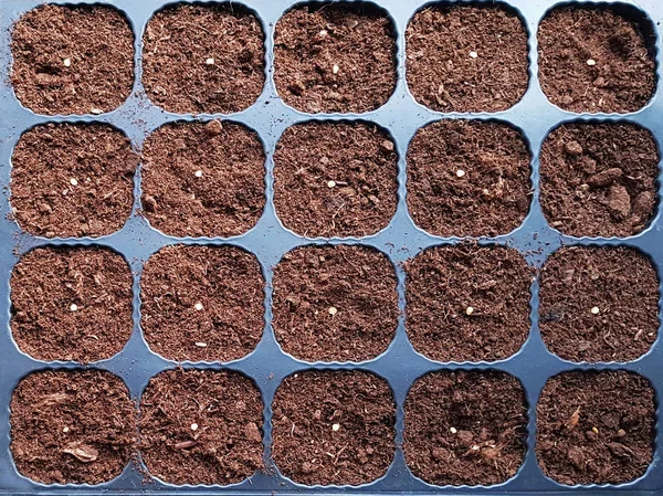 Paprika seeds sown on peat in black plastic pots. Top view
