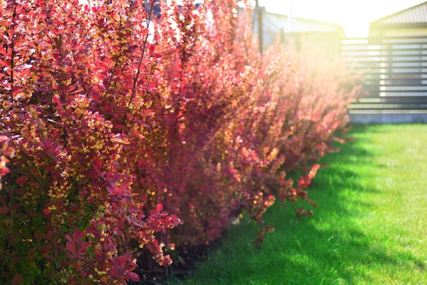 Arbustos de arándanos rojos en un patio trasero. Berberis thunbergii atropurpu —  Fotos de Stock