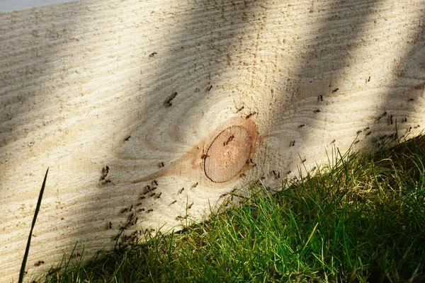 Hormigas sobre tabla de madera. Trabajo en equipo con insectos ocupados Imagen De Stock