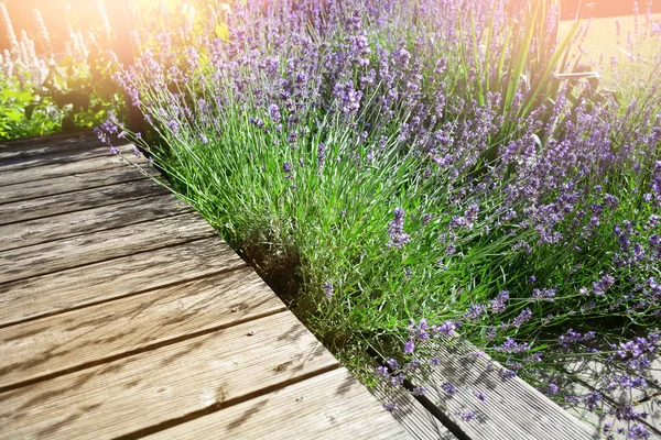 Blooming lavender plant near rustic wooden terrace background — Stock Photo, Image