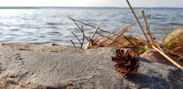 Stożek sosny na brzegu kamieniste jeziora. Krajobraz naturalny — Zdjęcie stockowe